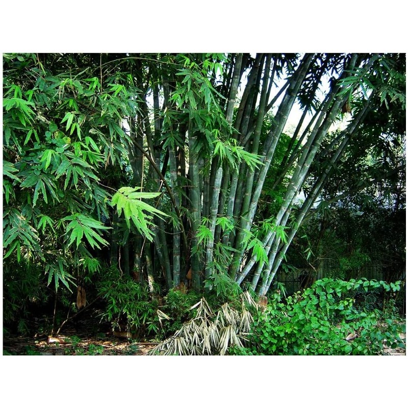 

Non-invasive Clumping Giant Bamboo Seed - - Male Or Solid Bamboo - Growing Instructions Will Be Included