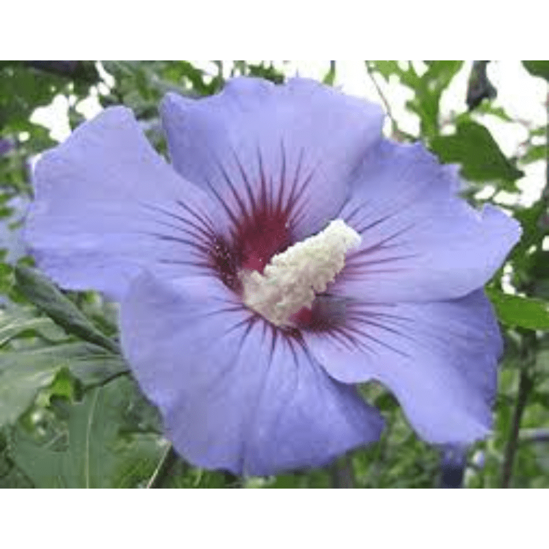 

Rare Rose Of Seeds, Mix Hibiscus Syriacus Seeds - Non-gmo Seeds