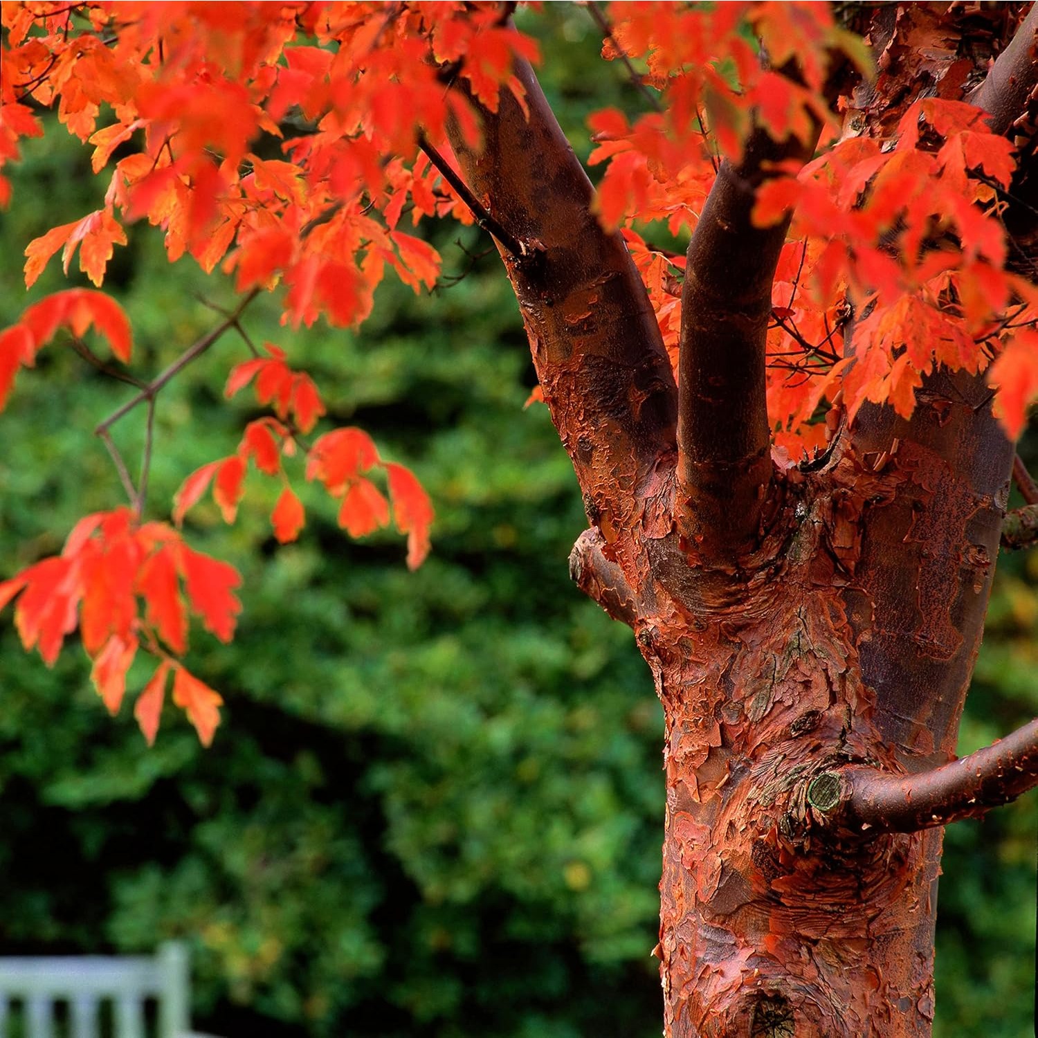

Paperbark Maple Tree Seeds For Planting - Stunning Peeling Cinnamon Colored Bark - Griseum
