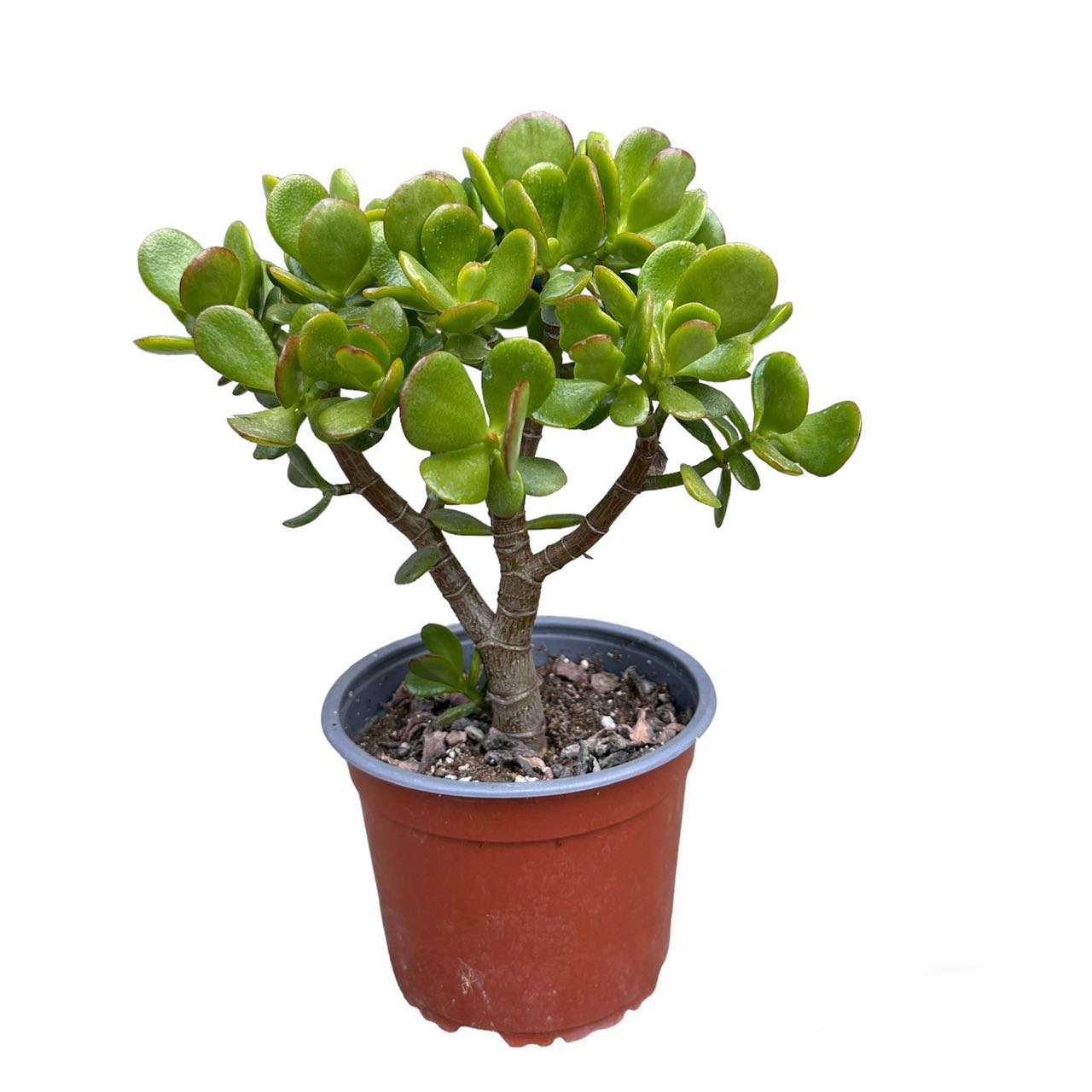 

6in Pot Big Jade Plant, 11"-13" Tall, Live/real Succulent Plant, Fully Rooted Large Succulents In 6" Plant Pot, Money Plants. Home Deco, Indoor, Outdoor