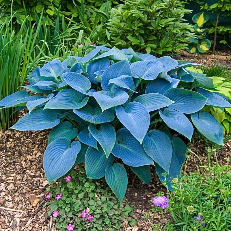 

Rare Mix Hosta Seeds Plantaginea Fragrant Plantain Seeds For Planting Outdoors