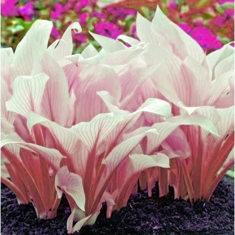 

Pink Hosta Seeds Plantaginea Fragrant Plantain Seeds Fire And Ice