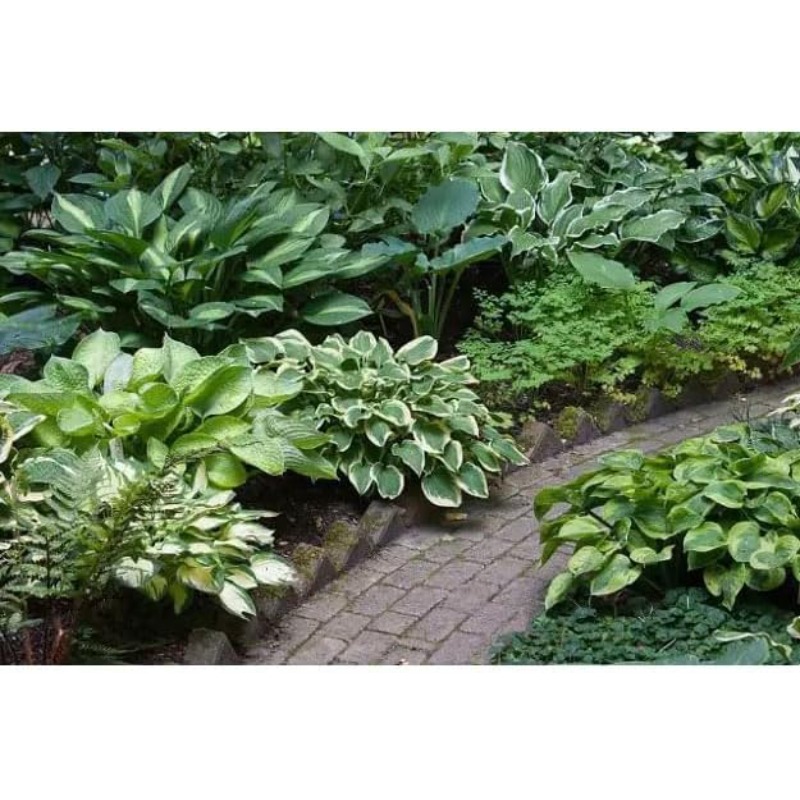 

Rare Sundae Hosta Seeds - Shade Garden Flower Seeds For Planting, Mix Green And White Leaves