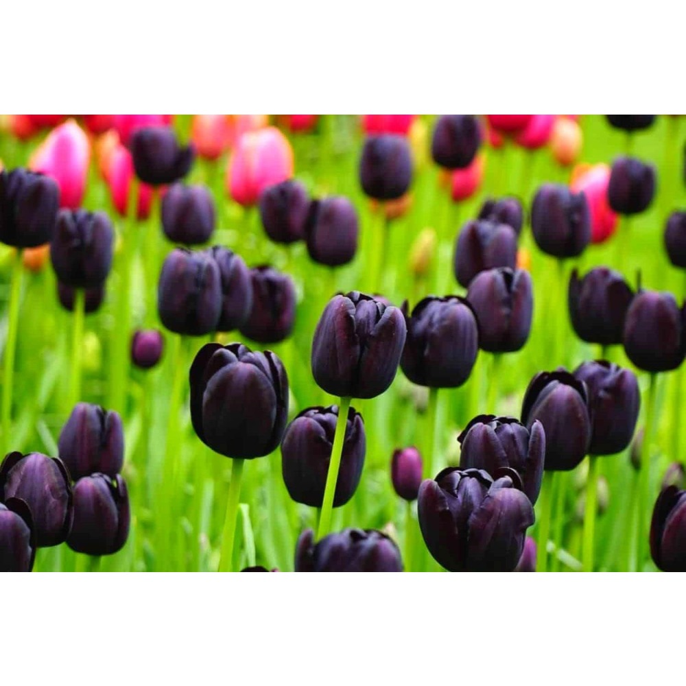 

Black Tulip Seeds For Planting Queen Of The Night Tulip Seeds For Fall Planting Bulk - Seeds Not Bulbs