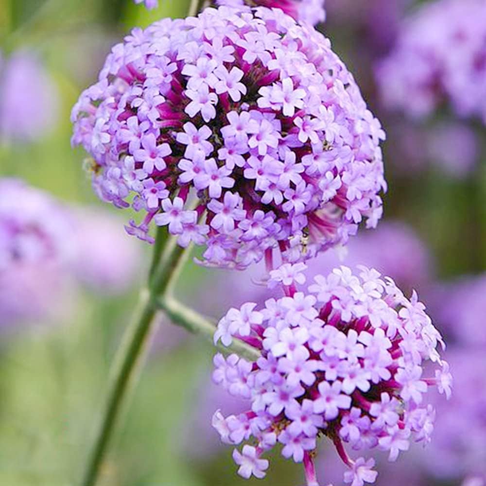 Trailing Verbena Seed Mix Verbena Seeds Ornamental Flowering Plant ...