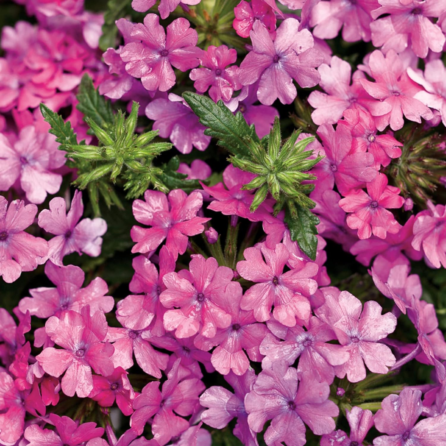 Trailing Verbena Seed Mix Verbena Seeds Ornamental Flowering Plant ...