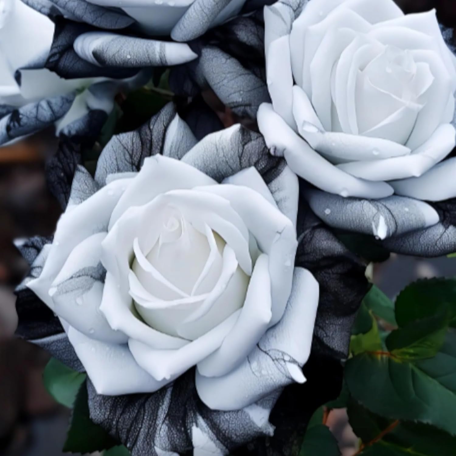 

Rare Ink Rose Seeds - Non-gmo Heirloom Variety - Captivating Beauty For Your Garden - Planting Instructions Included, White, Black