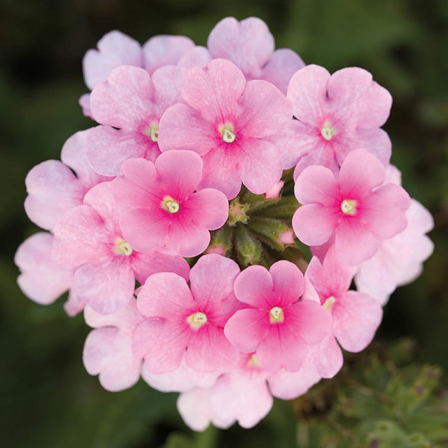 

Pink Trailing Verbena Seed Mix Verbena Seeds Ornamental Flowering Plant Attract Butterflies And Bees Easy Cultivating