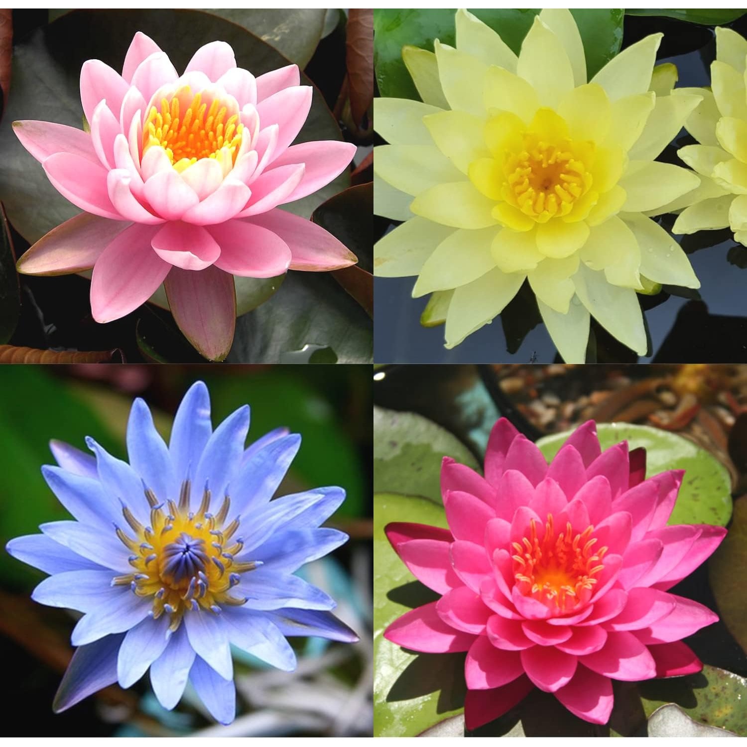 

Aquatic Hardy Water Lily Seeds Hardy Water Lily Lotus Seeds For Your Pond Or Patio