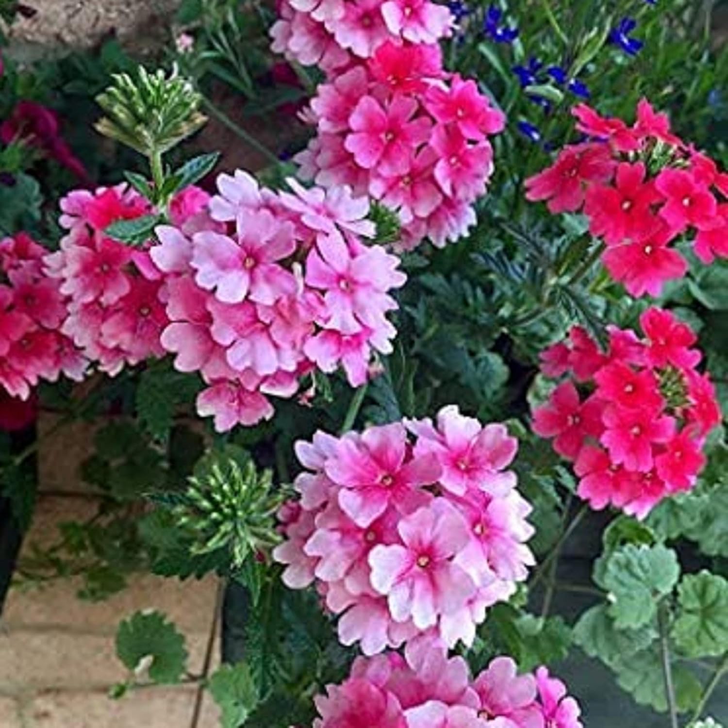 Trailing Verbena Seed Mix Verbena Seeds Ornamental Flowering Plant ...