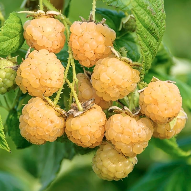 

Gold Raspberry Plant Seeds For Planting Sweet Raspberry Bush Seeds Plant, Raspberries Fruit Trees Seeds For Planting