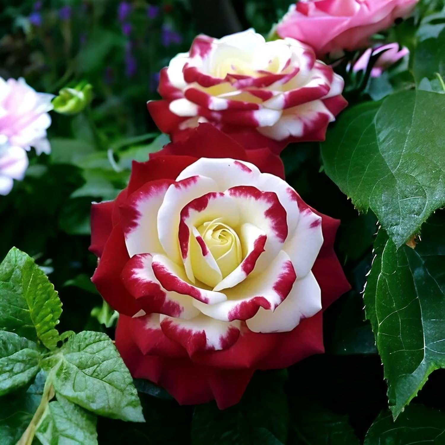 

Rare Twin Red White Rose Seeds For Planting- Heirloom Non-gmo Flower Seeds For Captivating - Perfect For Spring And Fall Planting, Great Gardening Gift