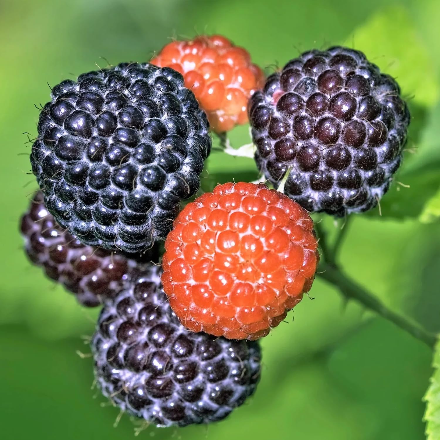 

Black Raspberry Plant Seeds For Planting Mix Everbearing Raspberry Blackberry Bush Seeds