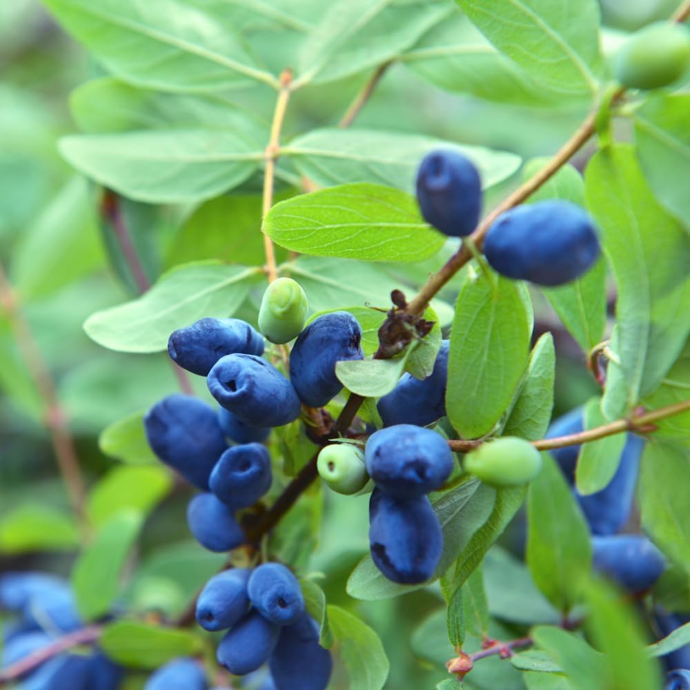 

Blueberry Seeds For Planting Blue Haskap Plants,sweet Blueberry Haskap Seeds, Haskap Berry Bush For Planting Outdoor Garden