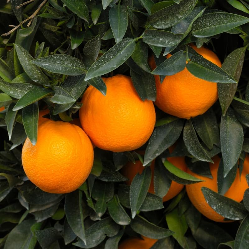 

Plant Seeds For Planting Sweet Navel Orange Citrus Fruit Tree Seed For Planting