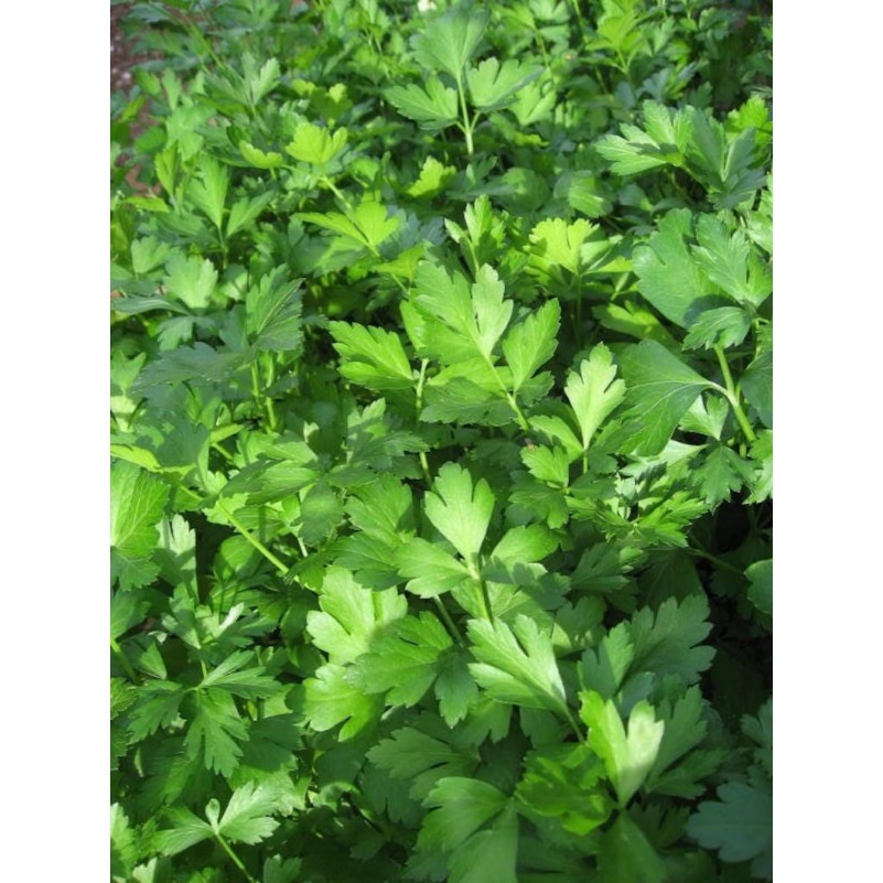 

1000 Italian Flat Leaf Petroselinum Crispum Neapolitanum Vegetable Flower