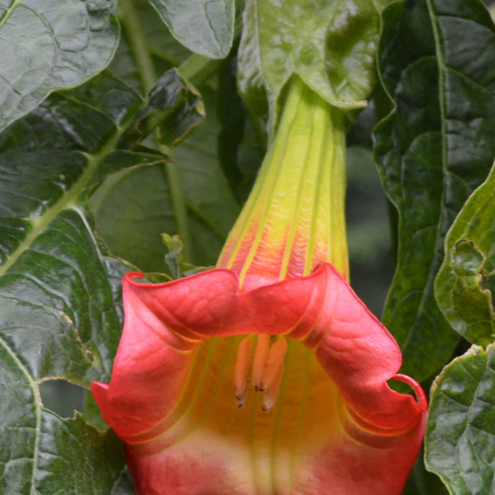 brugmansia red tree mountain angel trumpet traditional - Temu