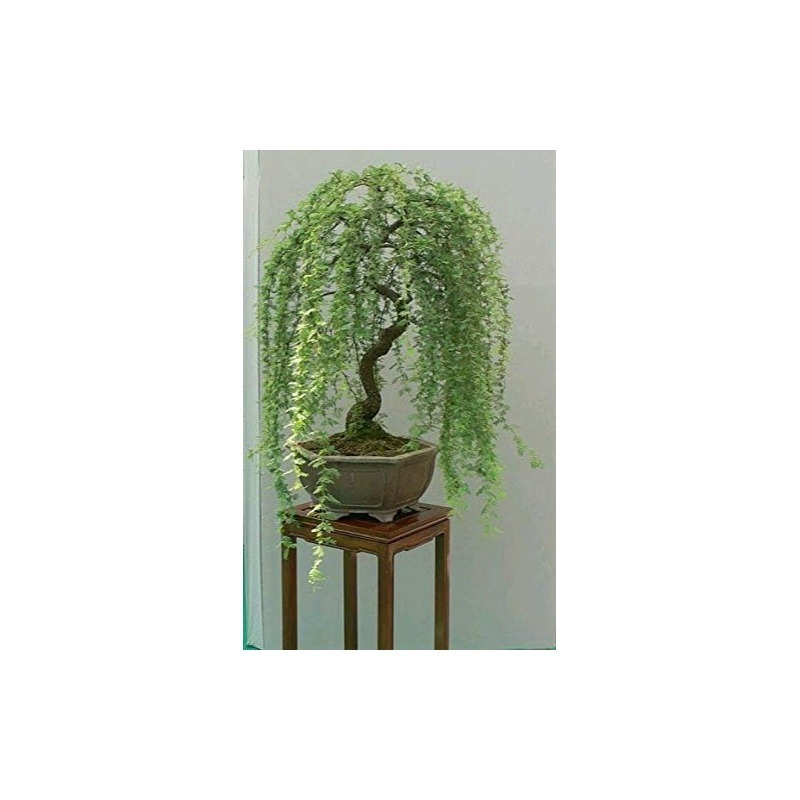 

Weeping Bonsai