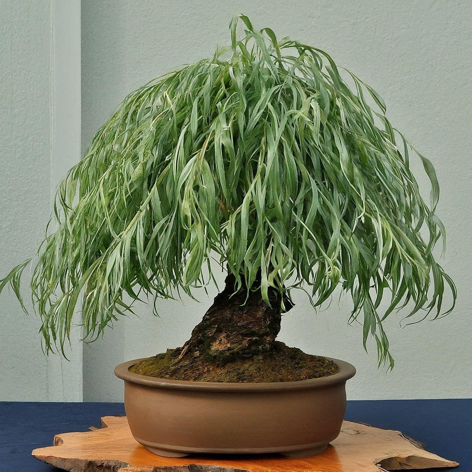 

Dwarf Weeping Bonsai