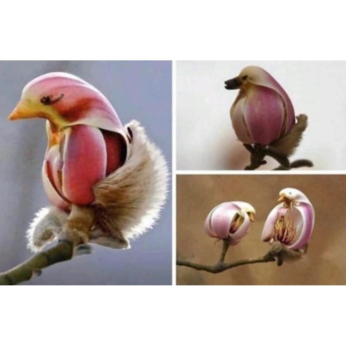 

Magnolia Tree , Used For -30 - Spring Buds Look Like Pink Birds