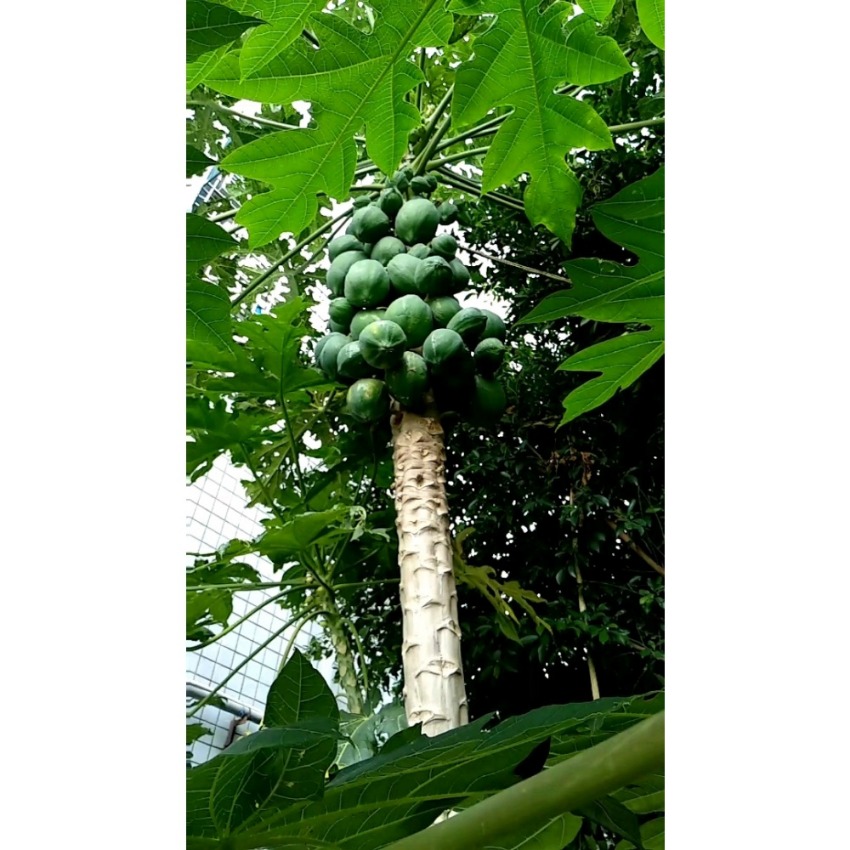 10 Fresh Rare Dwarf Waimanalo Papaya Tropical Fruit Tree - Temu