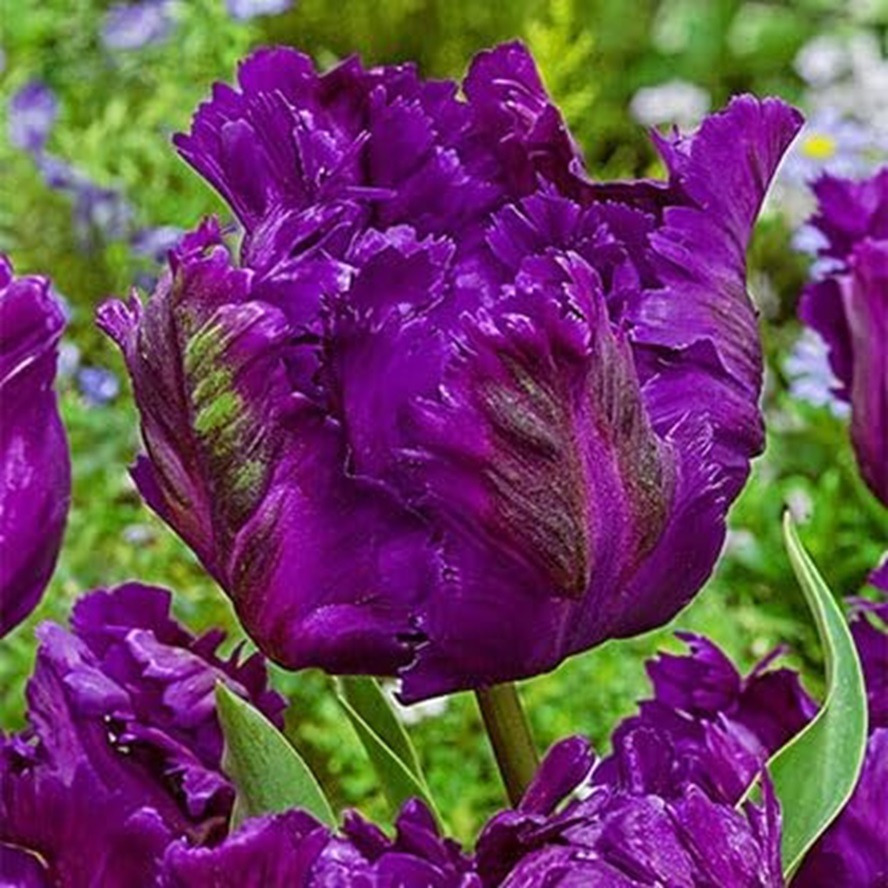 

10 Purple For Planting - ,