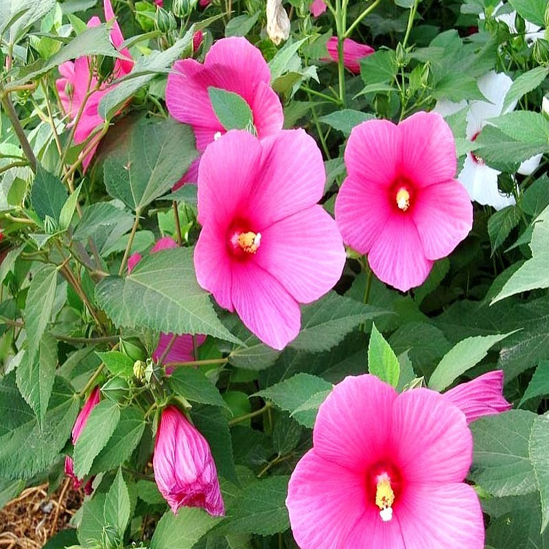 

Hibiscus Sun Planting