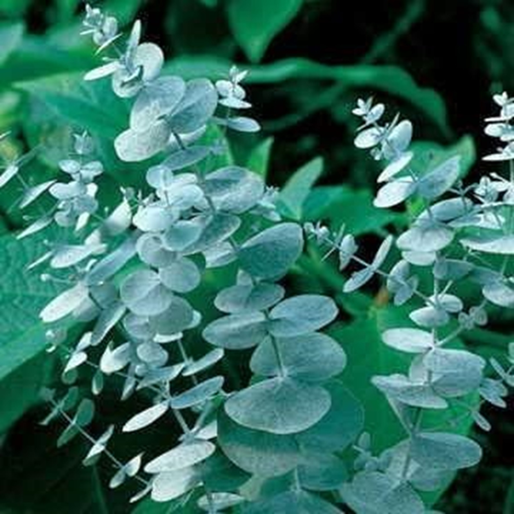 

300 Planting - Greaet Eucalyptus Puerulenta, Silver Dollar, Shop "baby Blue" Bonsai Flower Arrangement And Wedding Or Dining Table Decoration