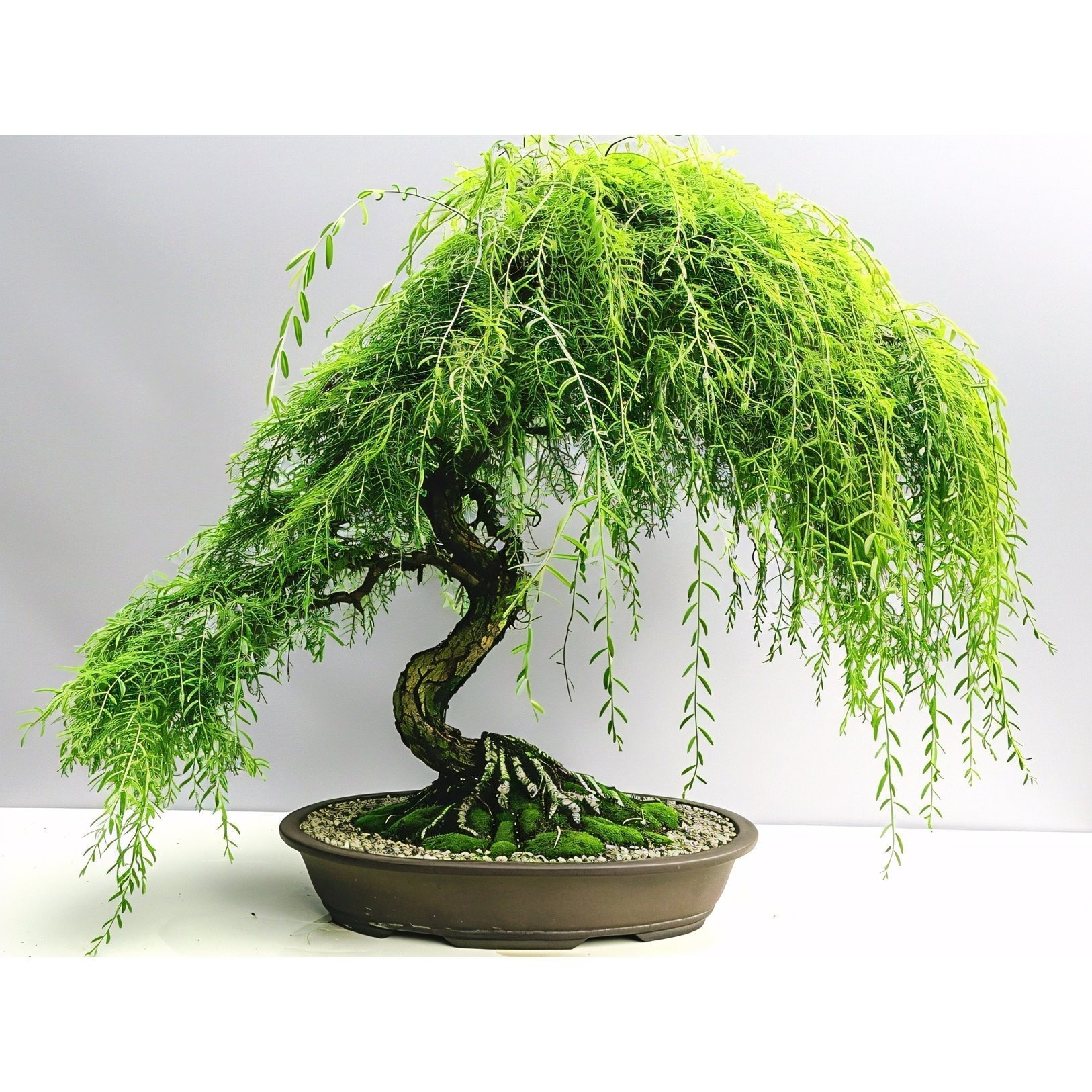 

Cascading Bonsai