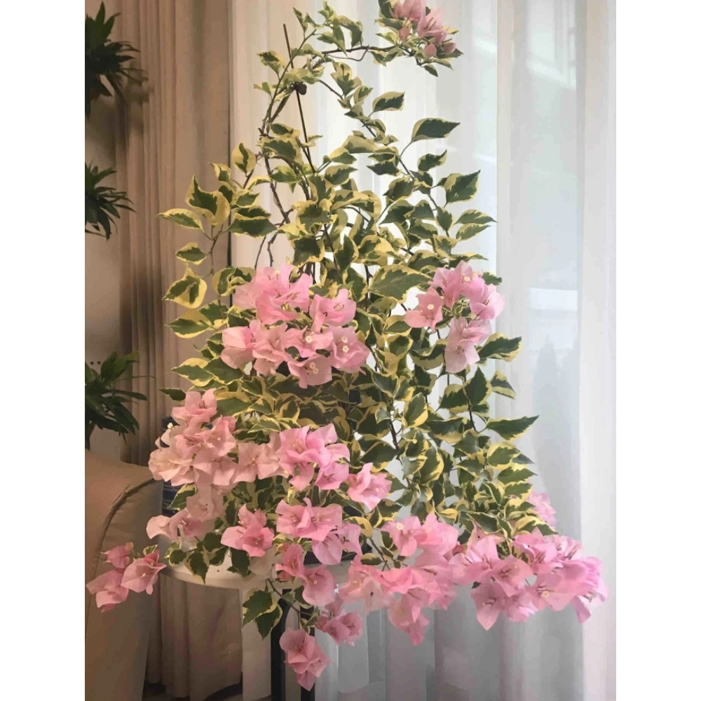 high germination rate seeds rare pink bougainvillea south n - Temu