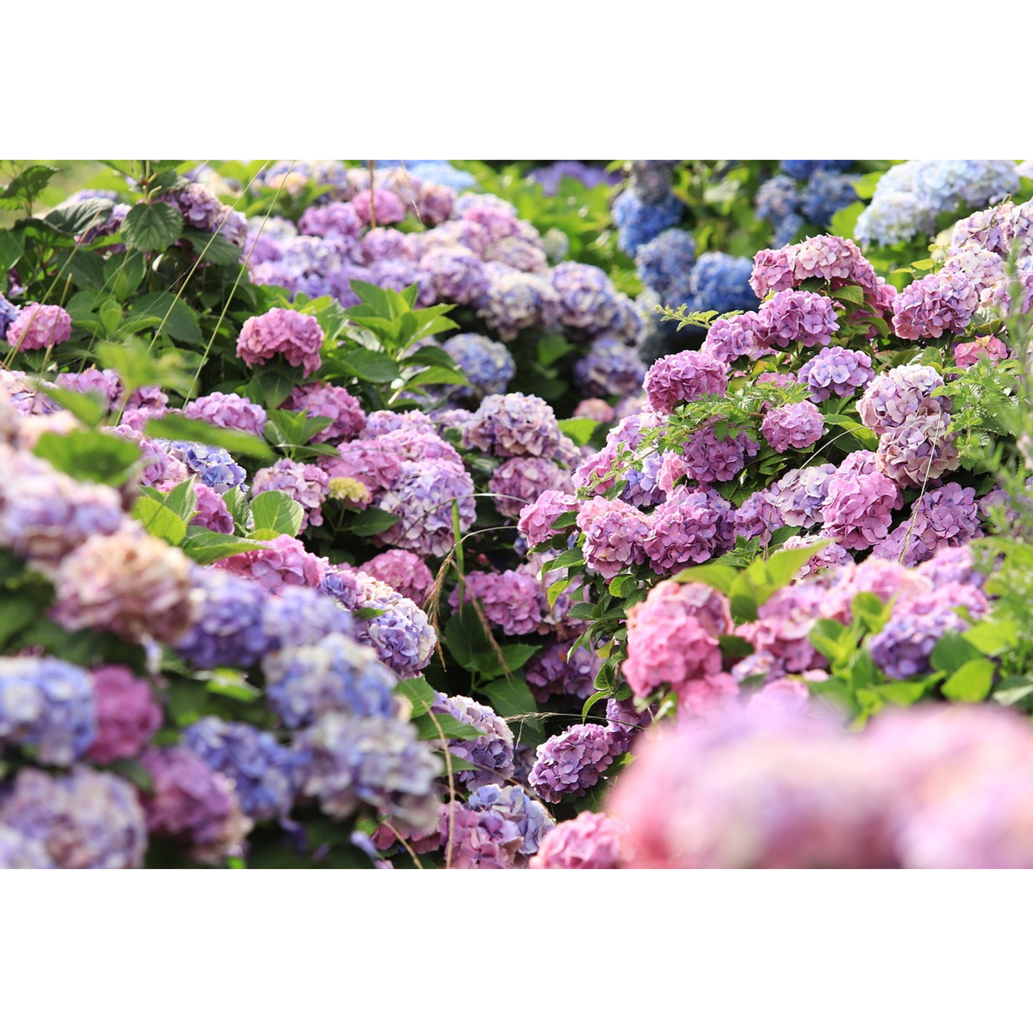 20 Semillas De Hortensia Roja | Cuotas sin interés