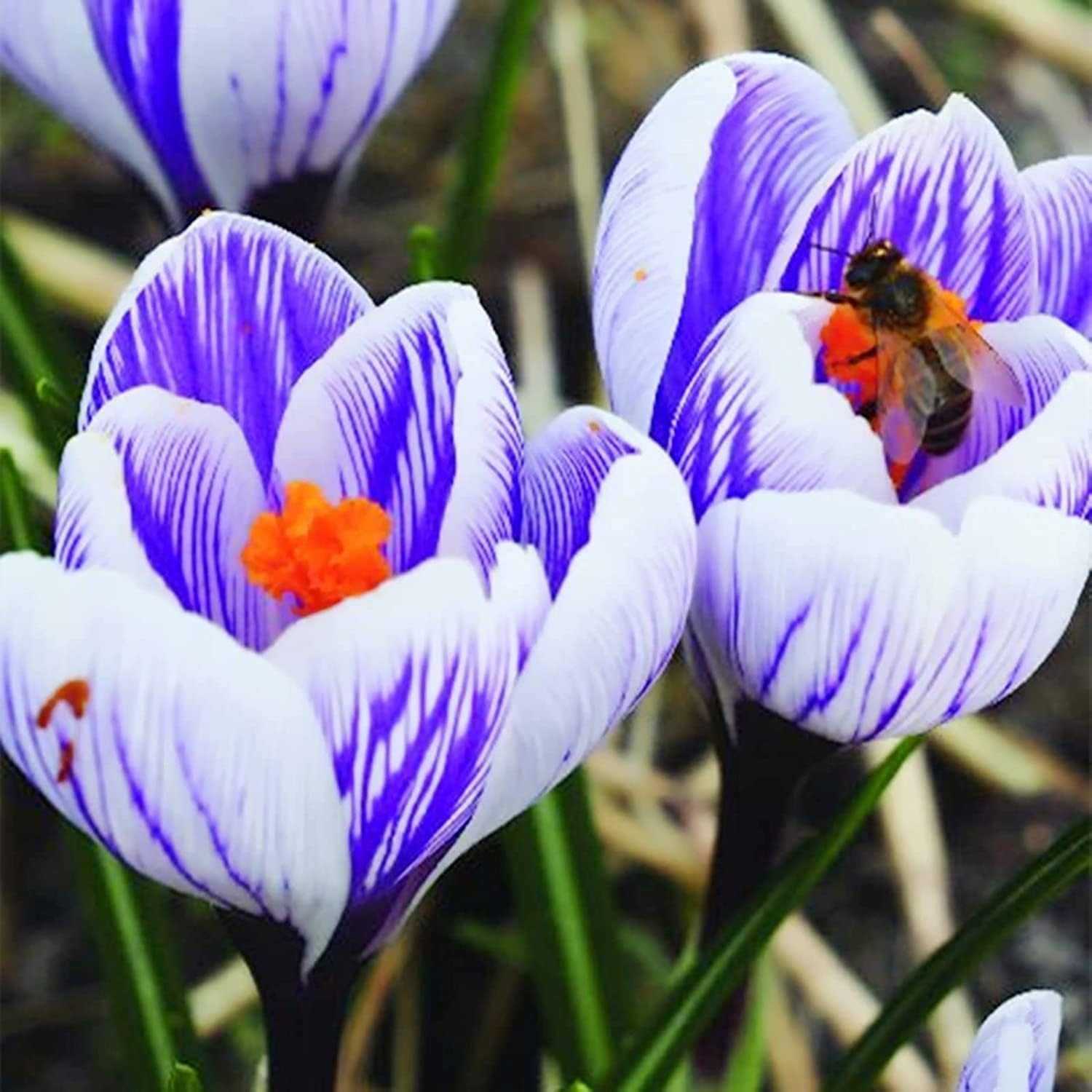 

Plant Diy Car Decoration - Striped Saffron Bulbs Planting And Are A Easy To . Very Suitable For Potted Plants Or Landscaping, Choose Wick