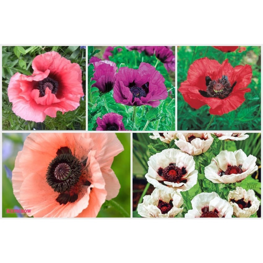 

Plant Diy Car Decoration - 50 Luxurious Mixed Oriental Poppy