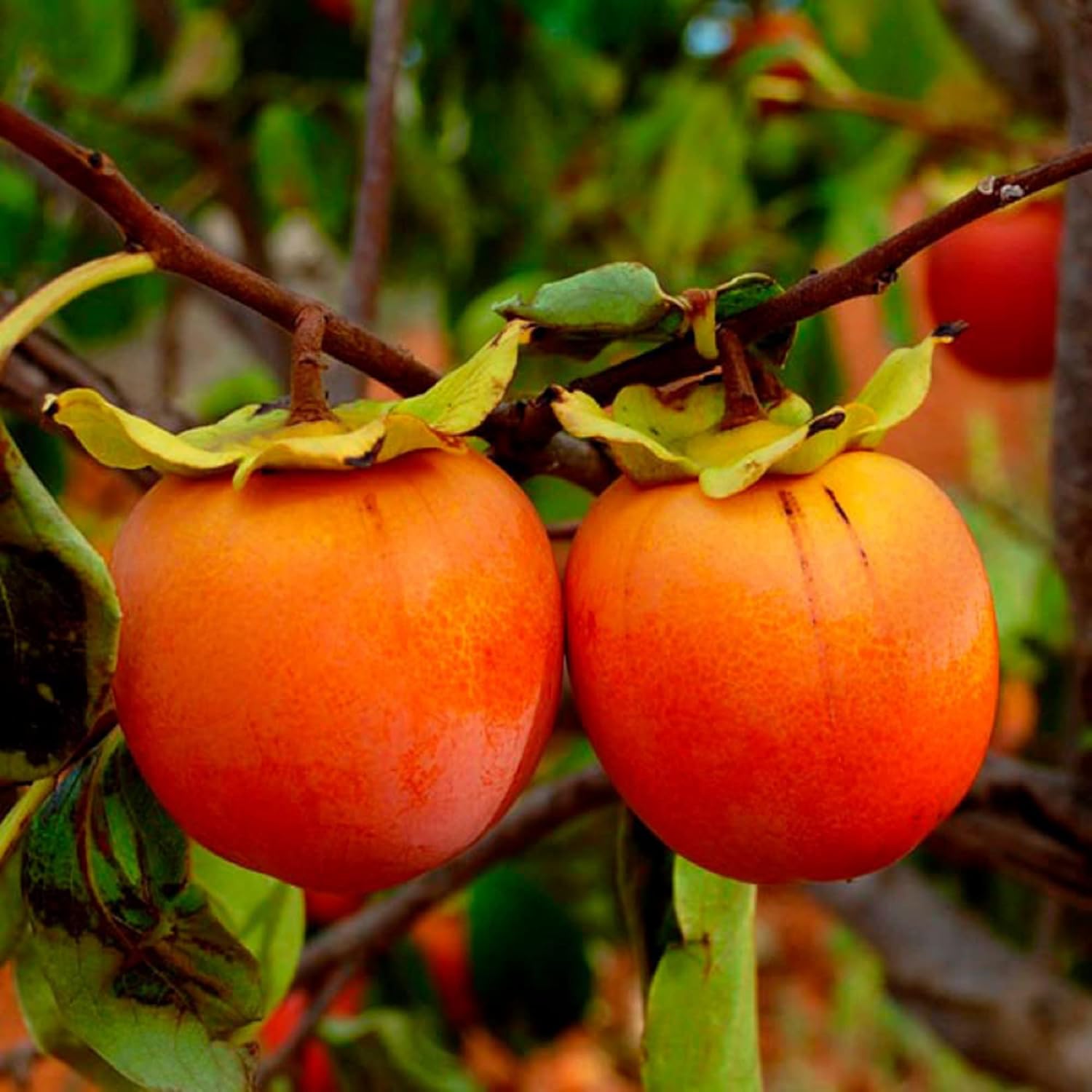 Garden Persimmon Seed 20pcs Seeds Date Plum Fruit Tree Edible Great