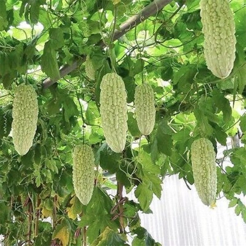 Garden 100 Seeds White Temu