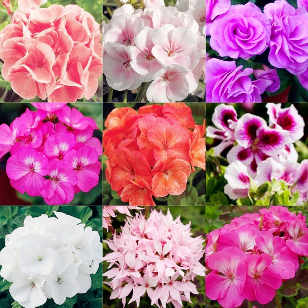 Hybrid Tenjiku Sunflower Seed Plant Temu