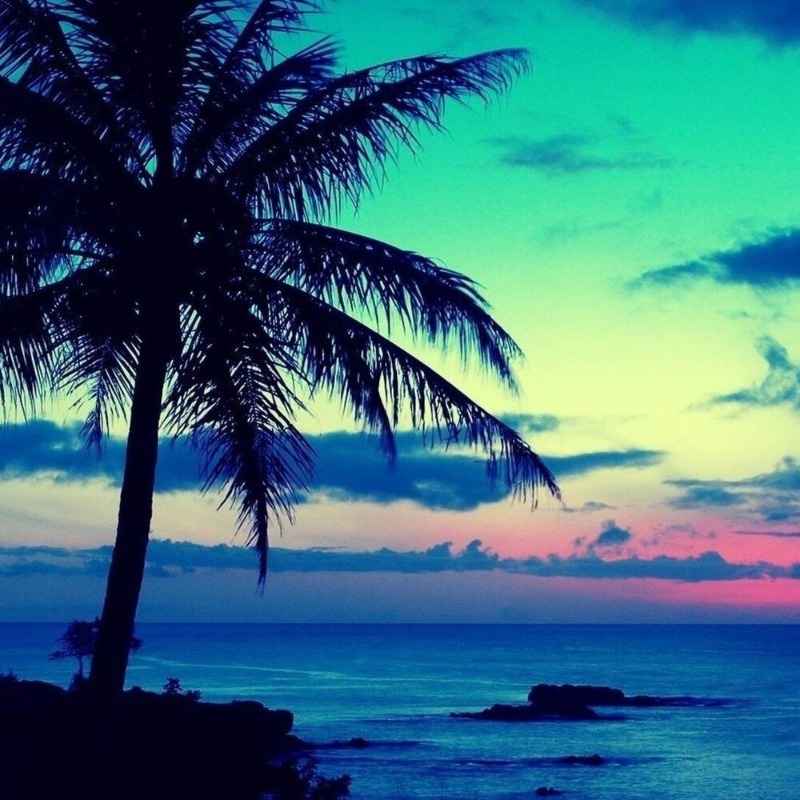 Rare Traveler Mixed Palm Tree Seeds ( Madagascariensis) Bird Of