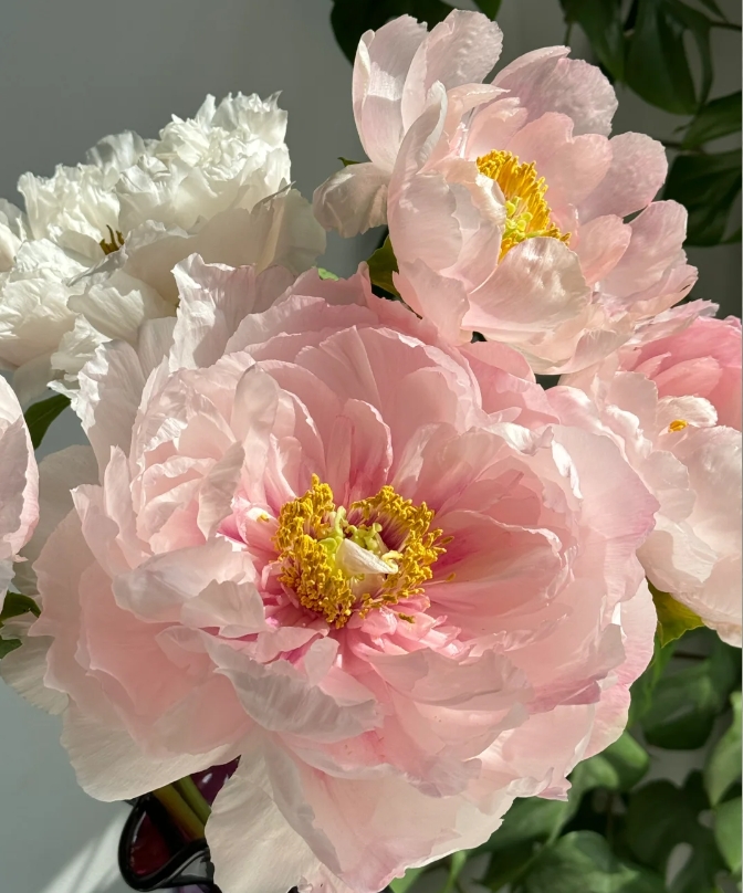 Rare Seeds For Seeds Bonsai Plant Fragrant Lowmaintenance Shop Now