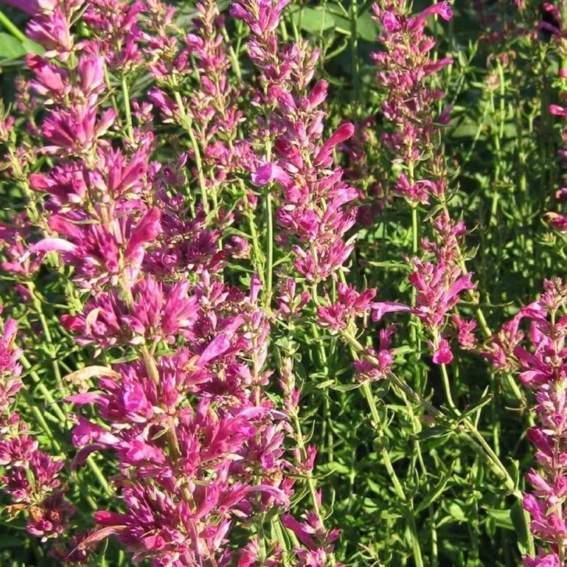 Agastache Heather Queen Seeds Hummingbird Mint Temu