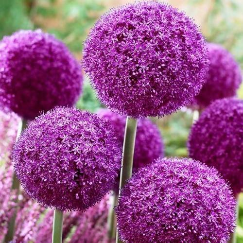60pcs giganteum seeds ornamental onions rabbits and deer resistant flower seeds 200pcs chrysanthemum seeds suitable for planting rose flower seeds traditional seeds yellow orange chrysanthemum natural fragrance air purification year round garden potted plants