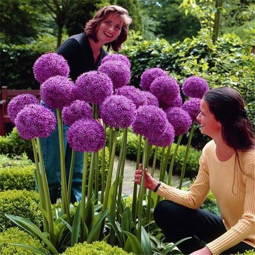 60pcs giganteum seeds ornamental onions rabbits and deer resistant flower seeds 200pcs chrysanthemum seeds suitable for planting rose flower seeds traditional seeds yellow orange chrysanthemum natural fragrance air purification year round garden potted plants