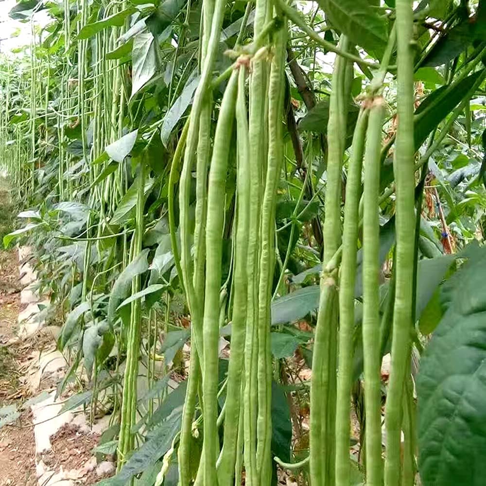 Yard Long Asian Vegetable Long Bean String Beans - Temu