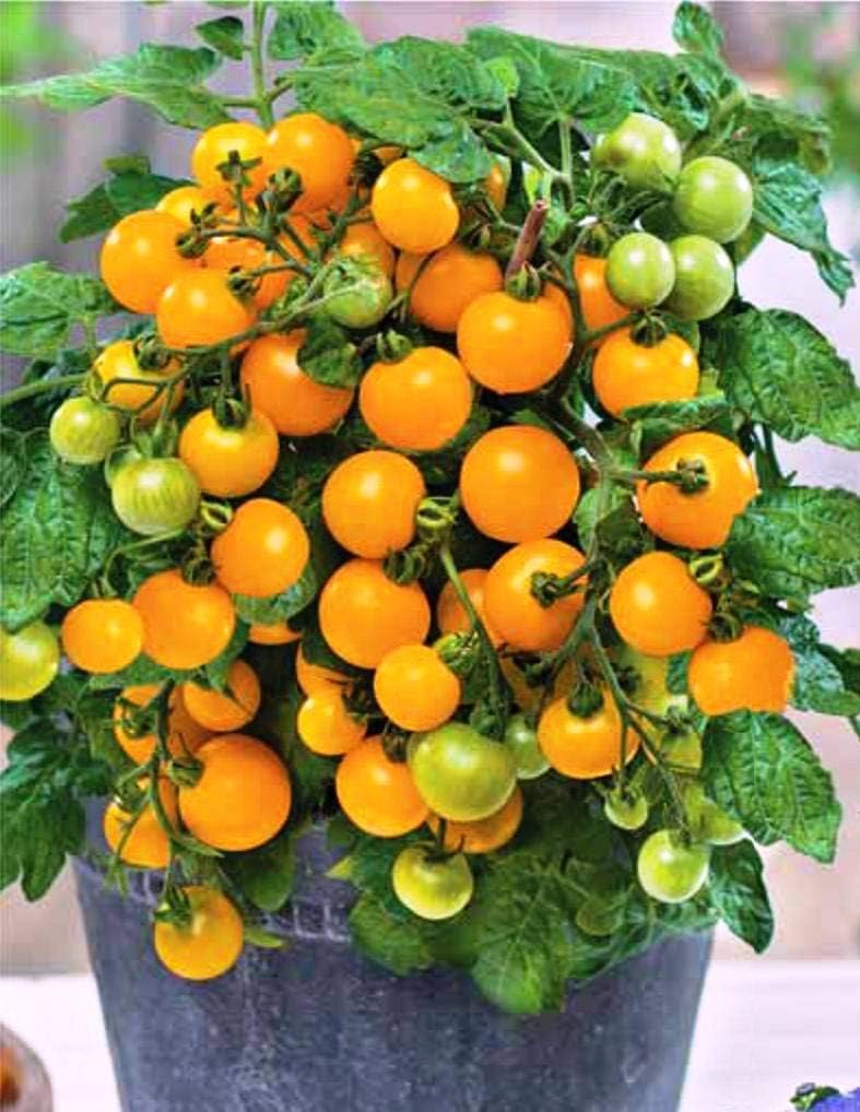 Yellow Tomato Seeds 2024 Indeterminate Orange Cherry Temu