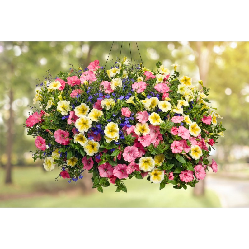 200 Used Plant Garden Potted Plants Temu