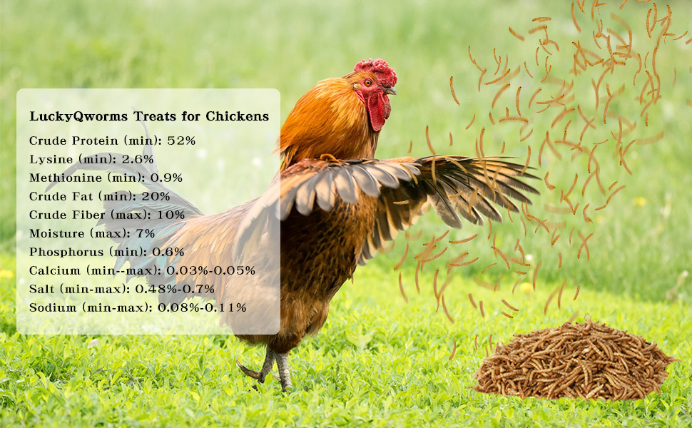 Premium Dried Mealworms for Birds & Pets 3 365f7635 d3ce 4ee4 b9ef