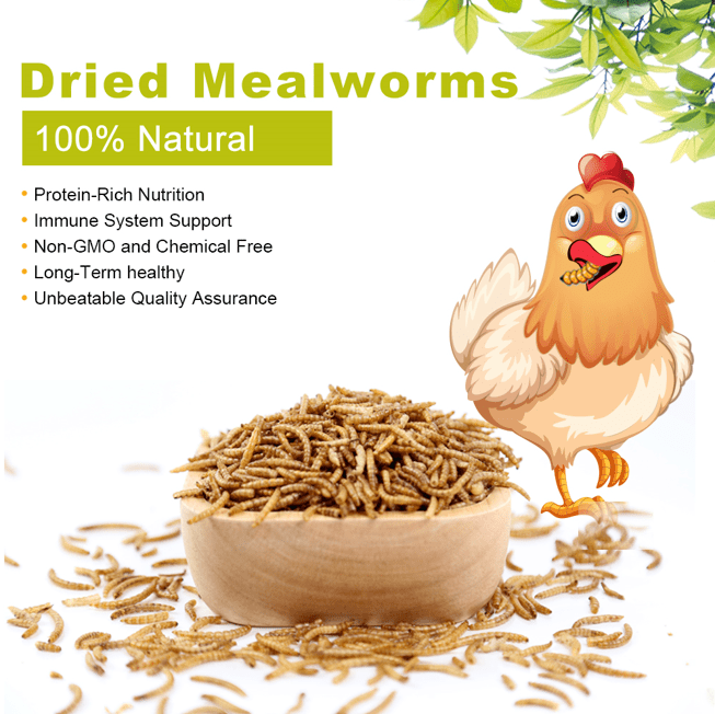 Premium Dried Mealworms for Birds & Pets 11 571226c9 e4d5 4c65 9e7f