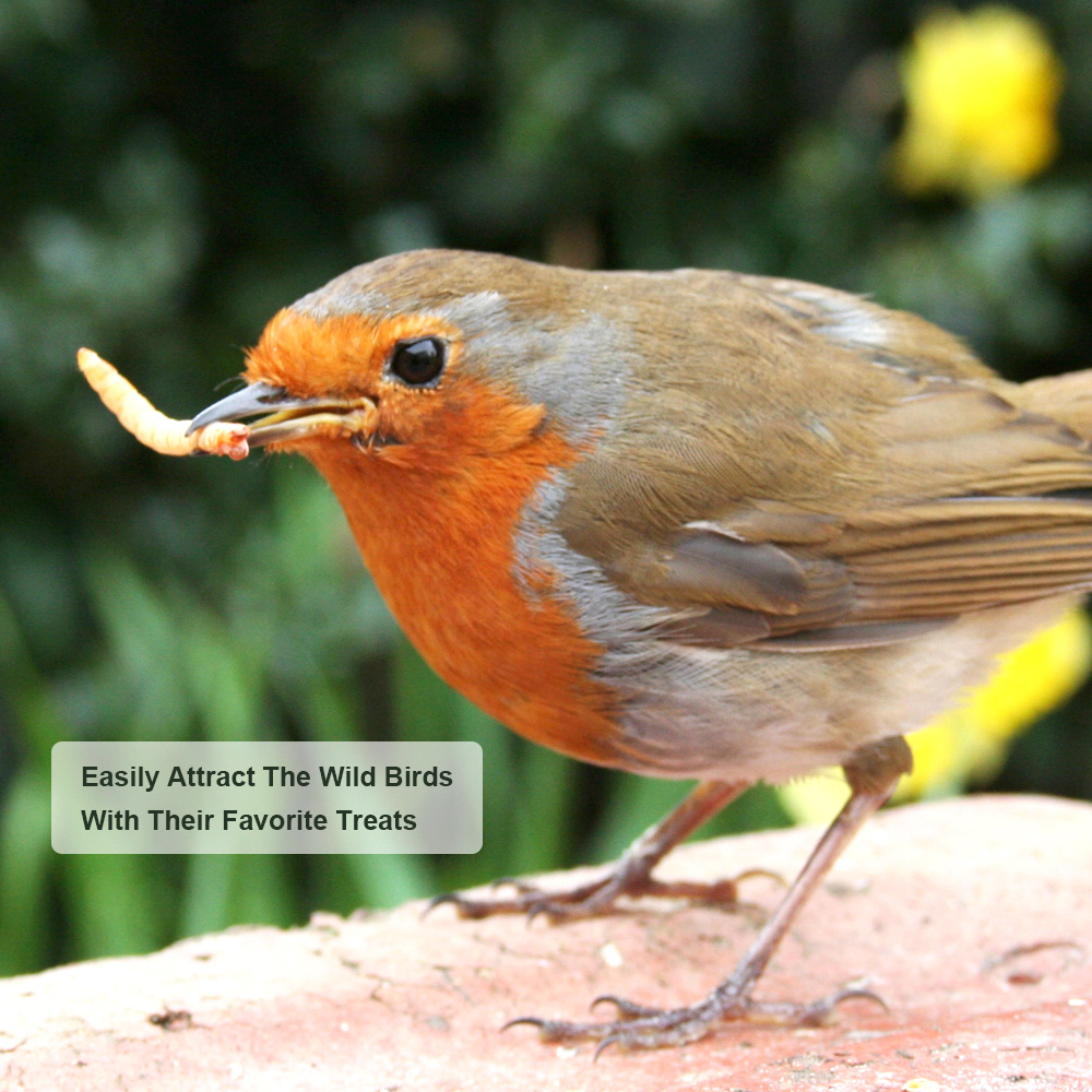 Premium Dried Mealworms for Birds & Pets 5 d592f082 596d 4d31 a5d1