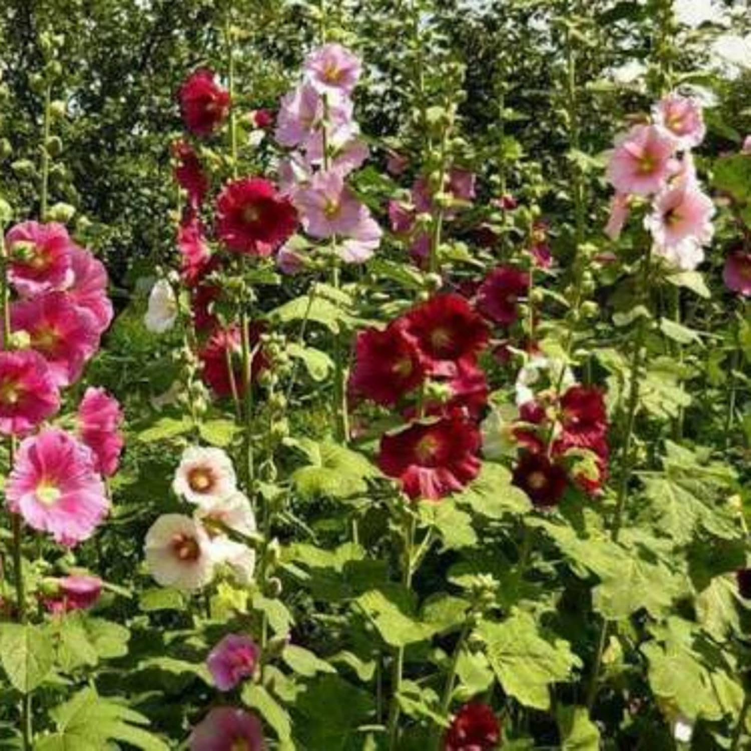 Garden Mix Peony Seeds 100 Seeds Decorative Flowers Excellent Garden ...