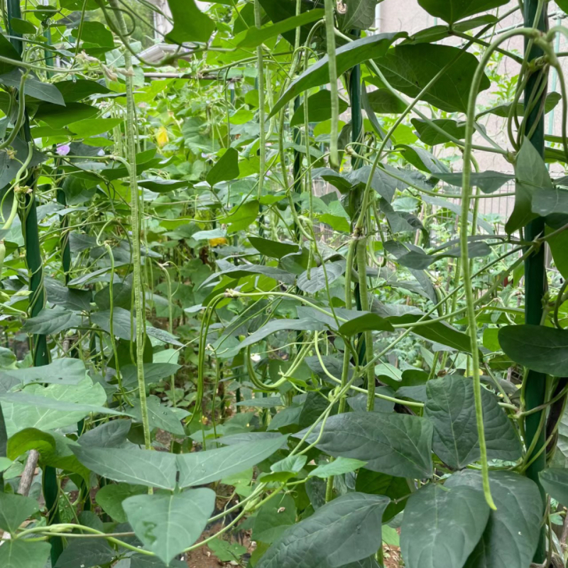 100pcs High Cowpea Seed Seed Jar Bean Green Strip Long Bean Horn