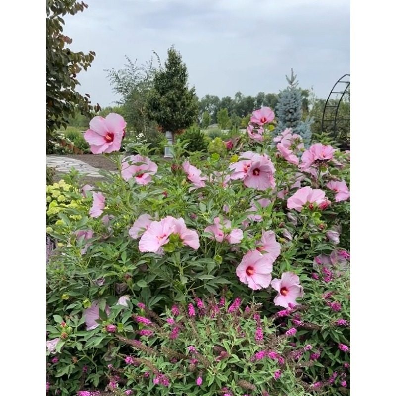 

Rare Flowering Hibiscus Cold Potted Plant For Planting